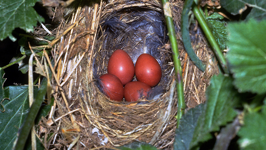 rusty red eggs in a cup nest in vegetation