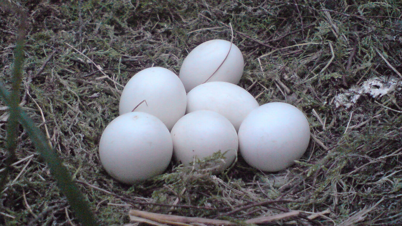 white eggs on moss and vegetation