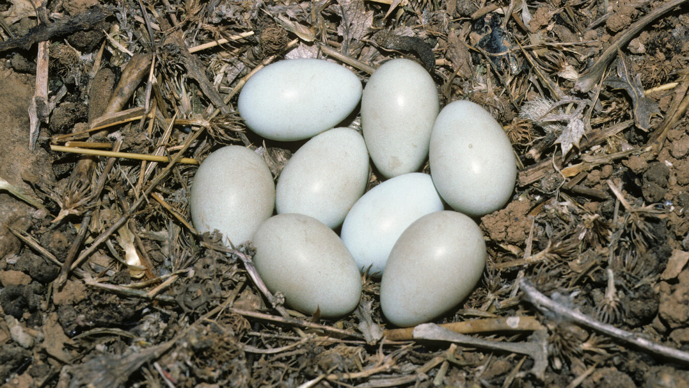 white eggs on course woody debris on ground