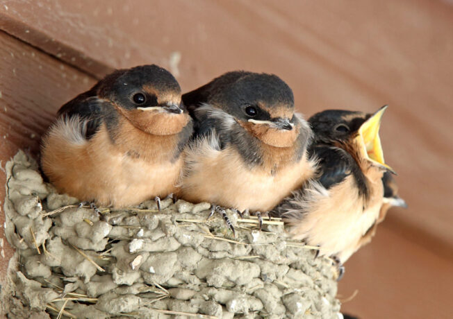 Three Barn Swallow nestlings in a nest