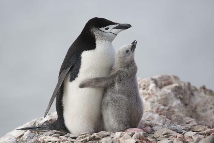Chinstrap Penguin parent and chick