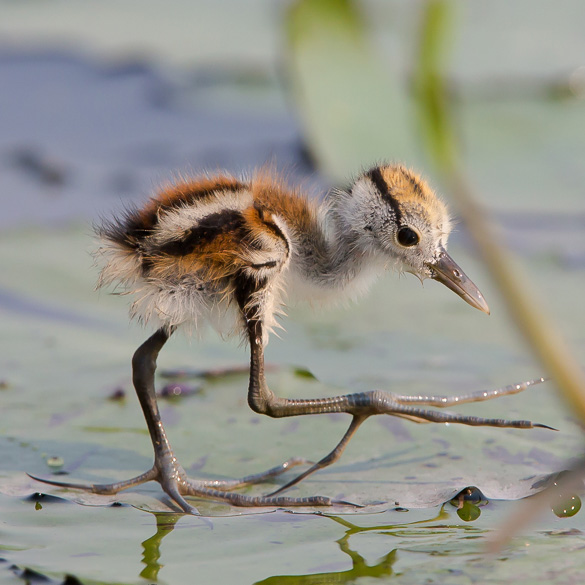 a striped chick walking on its long legs with long toes