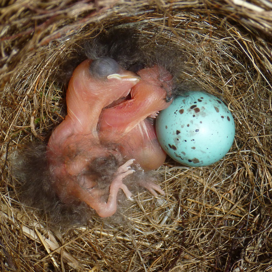 pink blind baby birds with soft feather tufts next to a blue egg with brown speckles