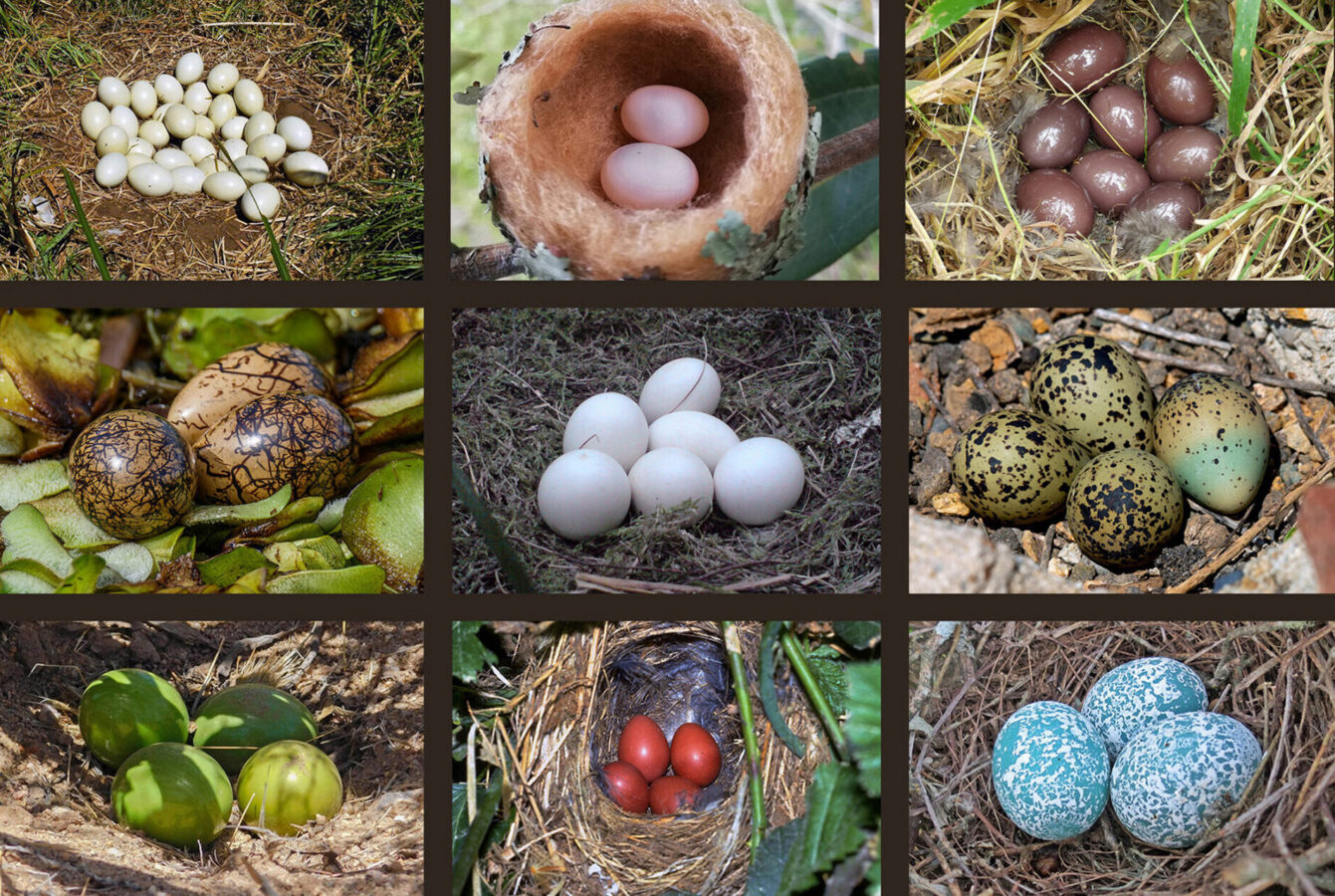 Egg diversity mosaic