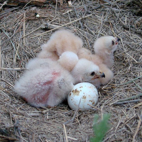 two fluffy pinkish chicks next to an unhatched egg