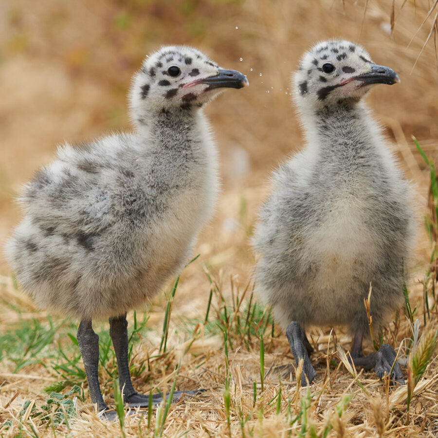 two fluffy chicks with spots on head and face