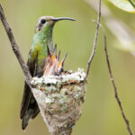 White-tailed Goldenthroat perched on nest