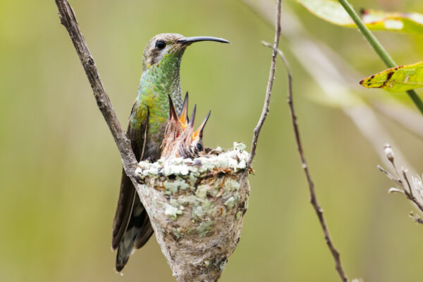 White-tailed Goldenthroat perched on nest