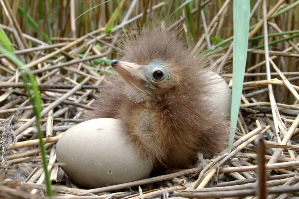 A fluffy chick sits between two eggs.