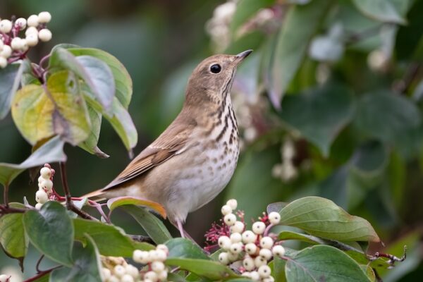 Learn to design your garden for birds in this webinar.