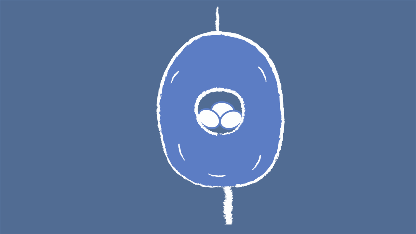 diagram of an oval shaped nest on a stick with eggs inside