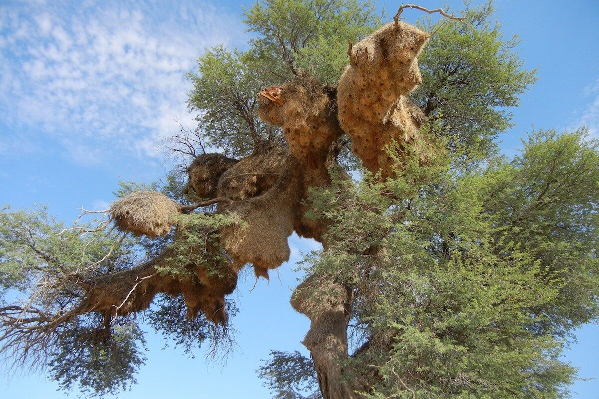 Sociable weaver nest in tree