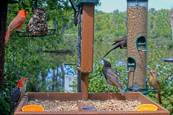 Cornell FeederWatch Camera