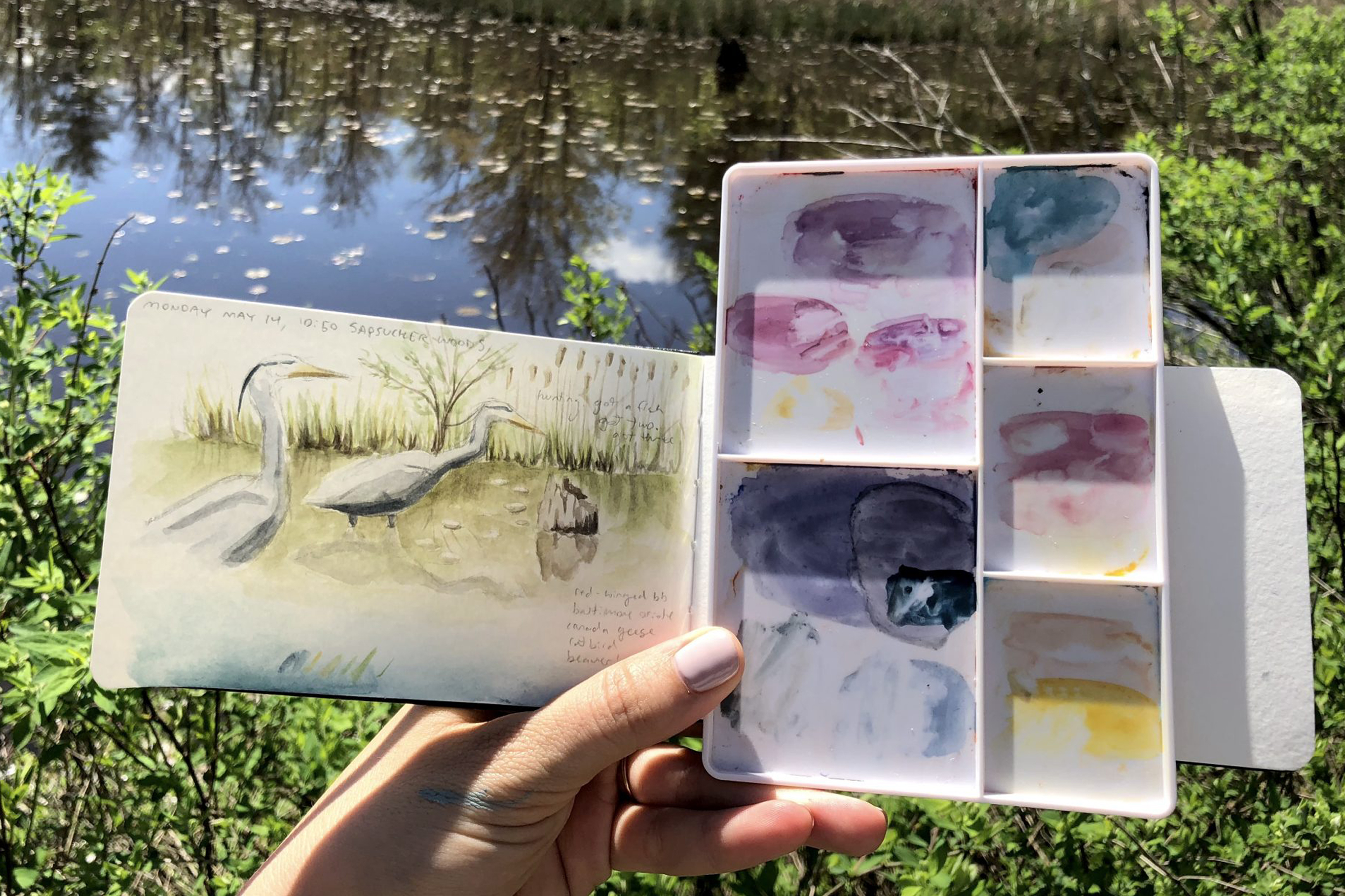 A hand holds a sketchbook, showing an illustration of Great Blue Herons. To the right, the same hand holds an artist's watercolor paint pallet 