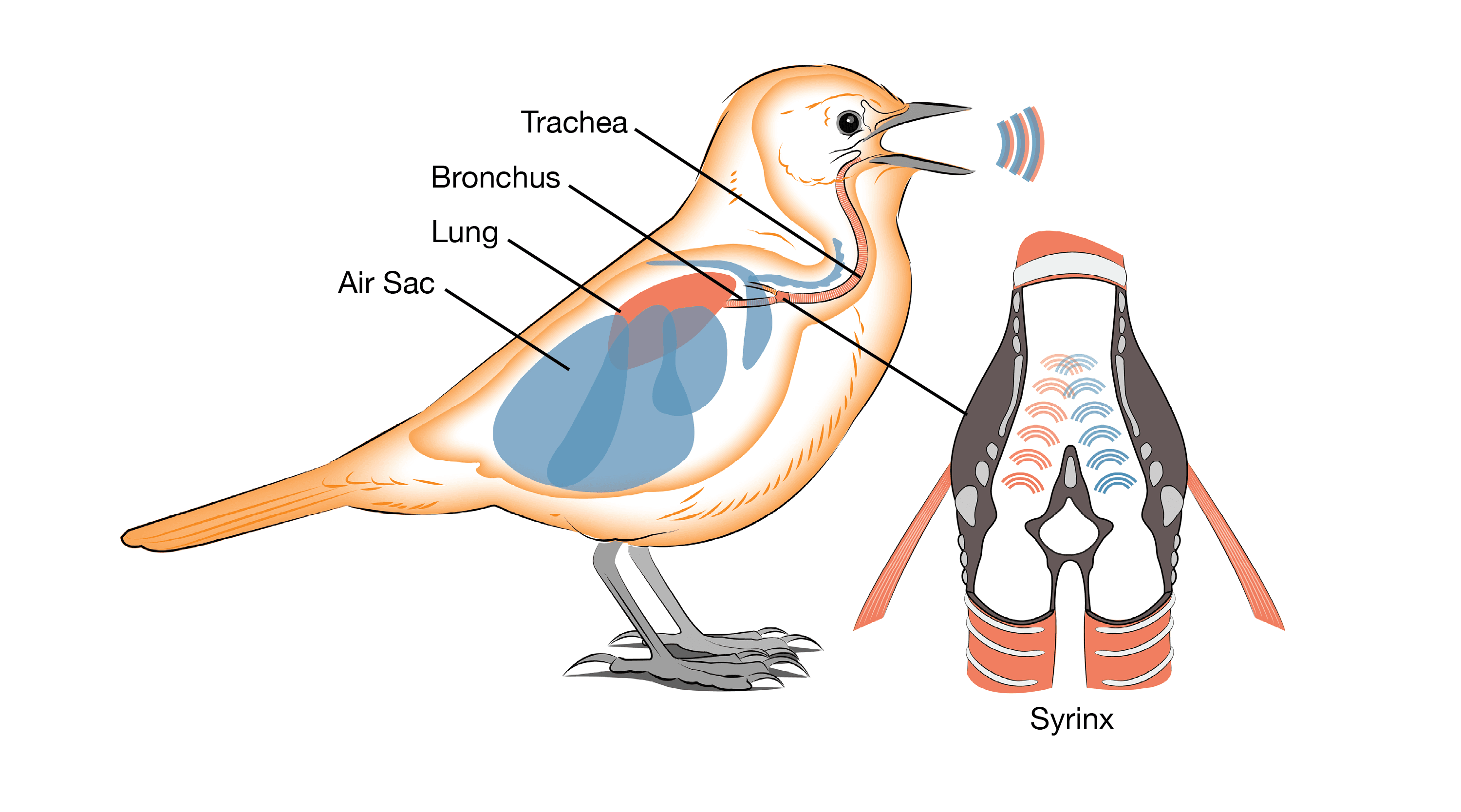 Birds use a syrinx to produce sound