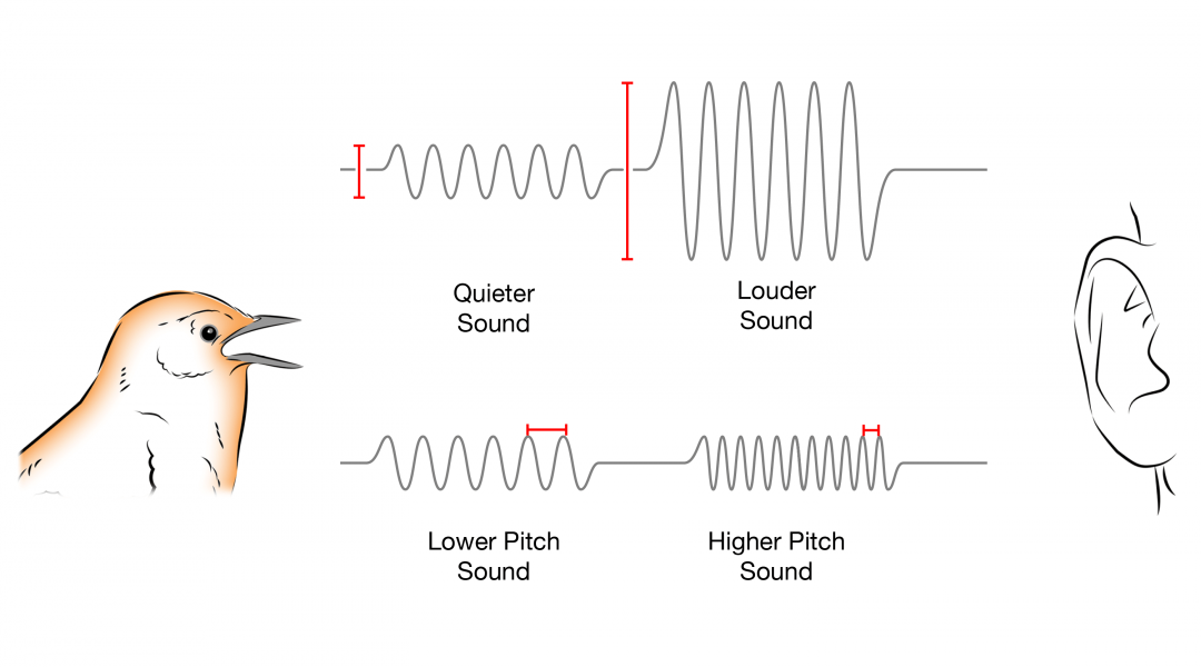 Waveforms show changes in loudness over time. Distances between peaks are used to calculate pitch.