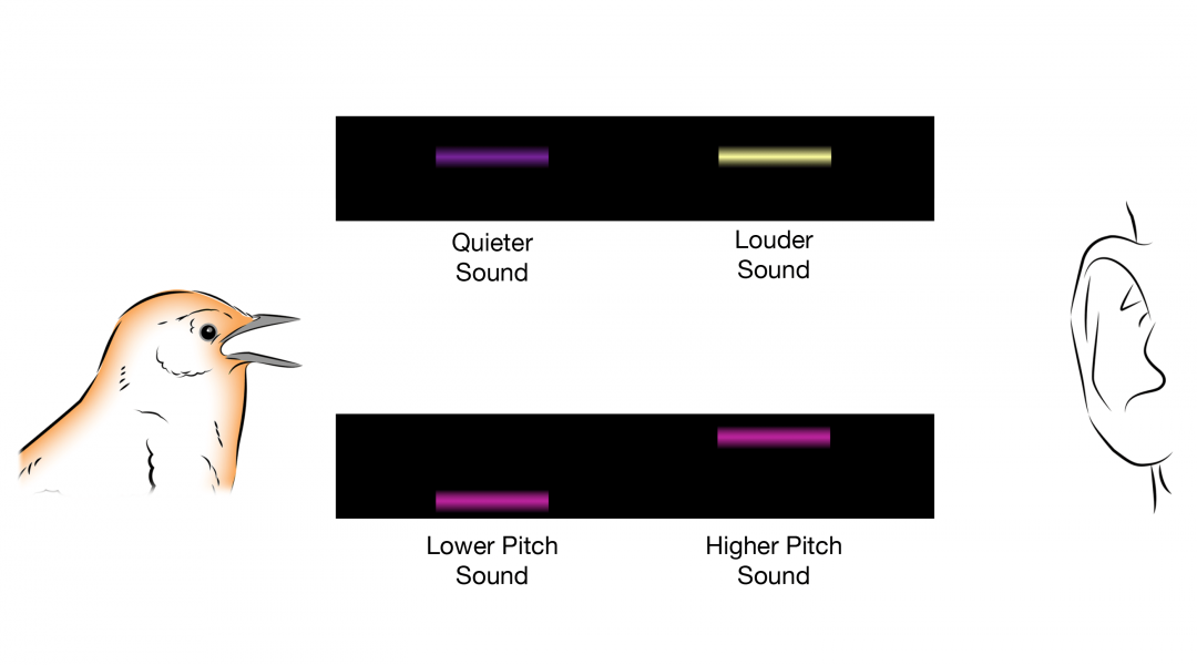 Spectrograms show changes in pitch and loudness over time
