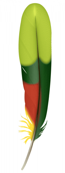 Amazon Parrot tail feather illustration by Andrew Leach