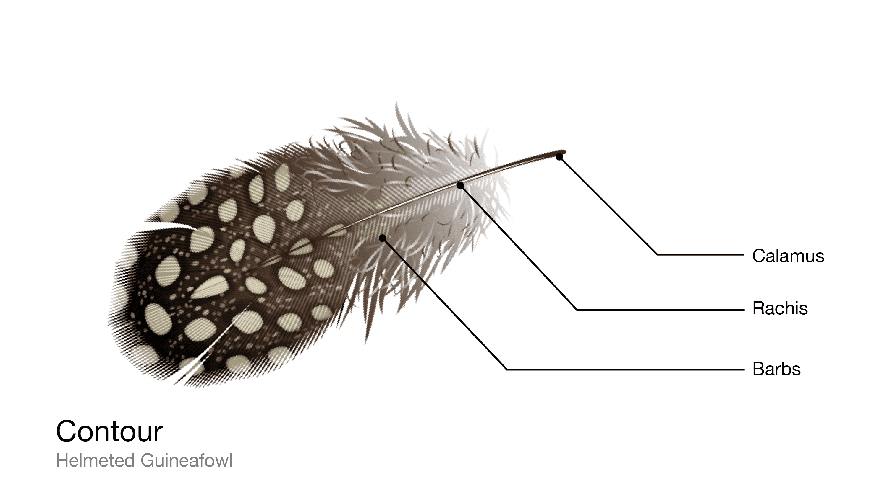 Feather, Flight, Structure, Function