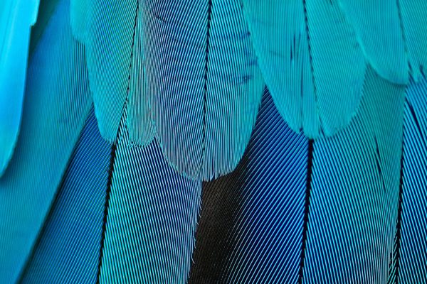 Detail of blue feathers