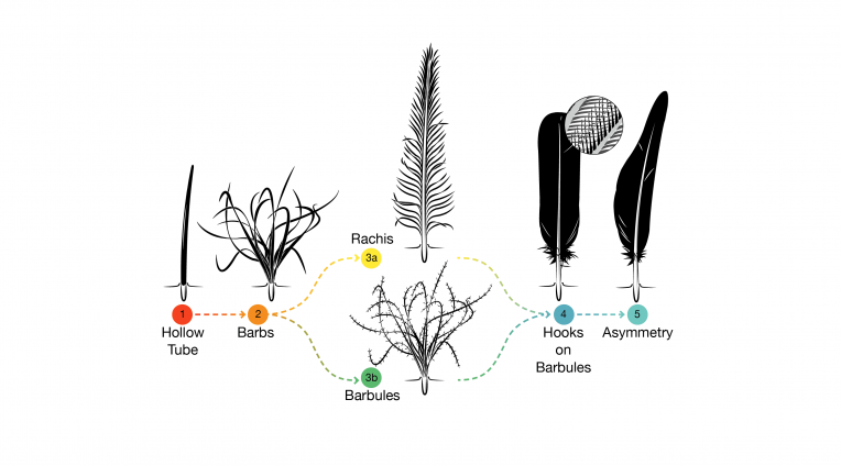 Feather evolution stages illustration by Andrew Leach