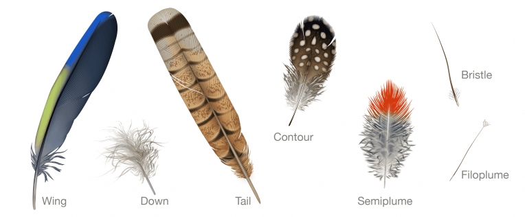 Feather types illustration by Andrew Leach