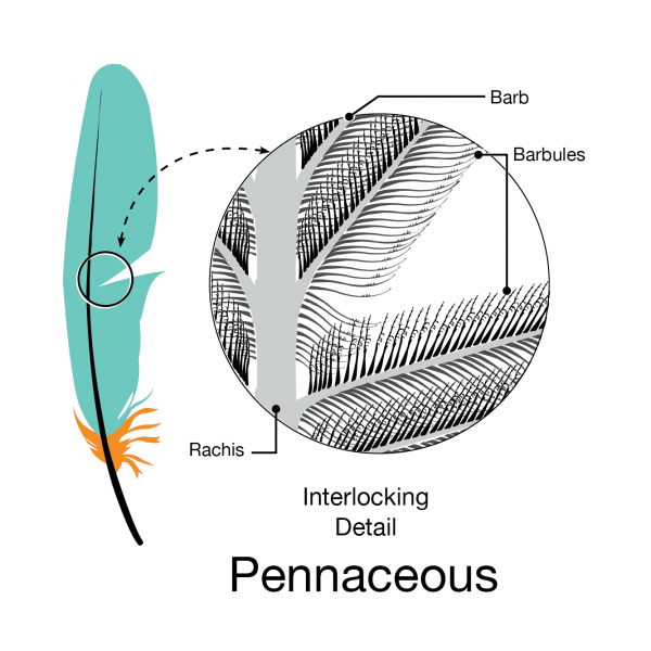 Pennaceous structure of a wing feather