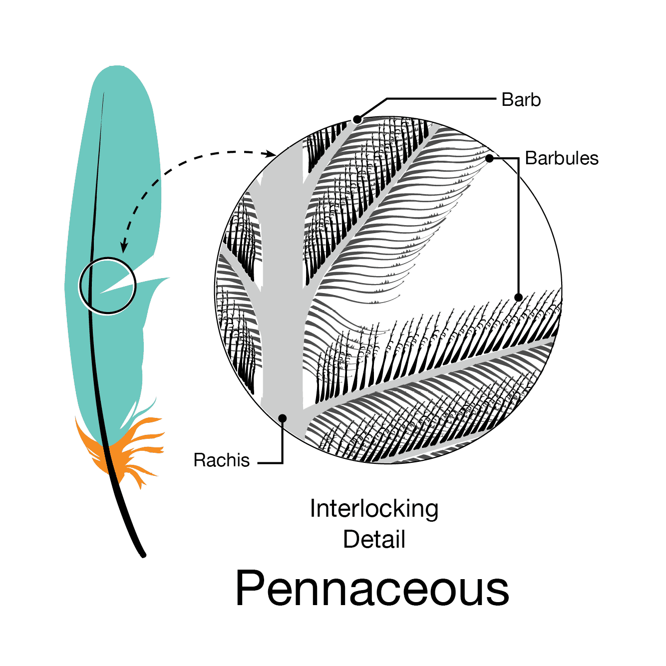 Bird feathers: types, molt & more - Plantura