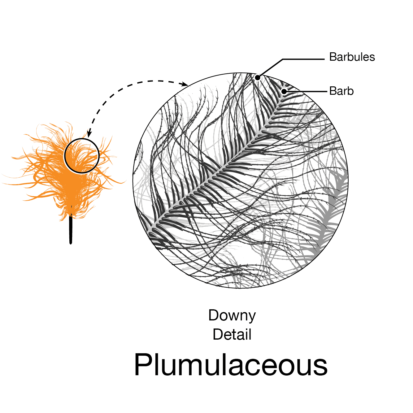 Pennaceous feather - Wikipedia