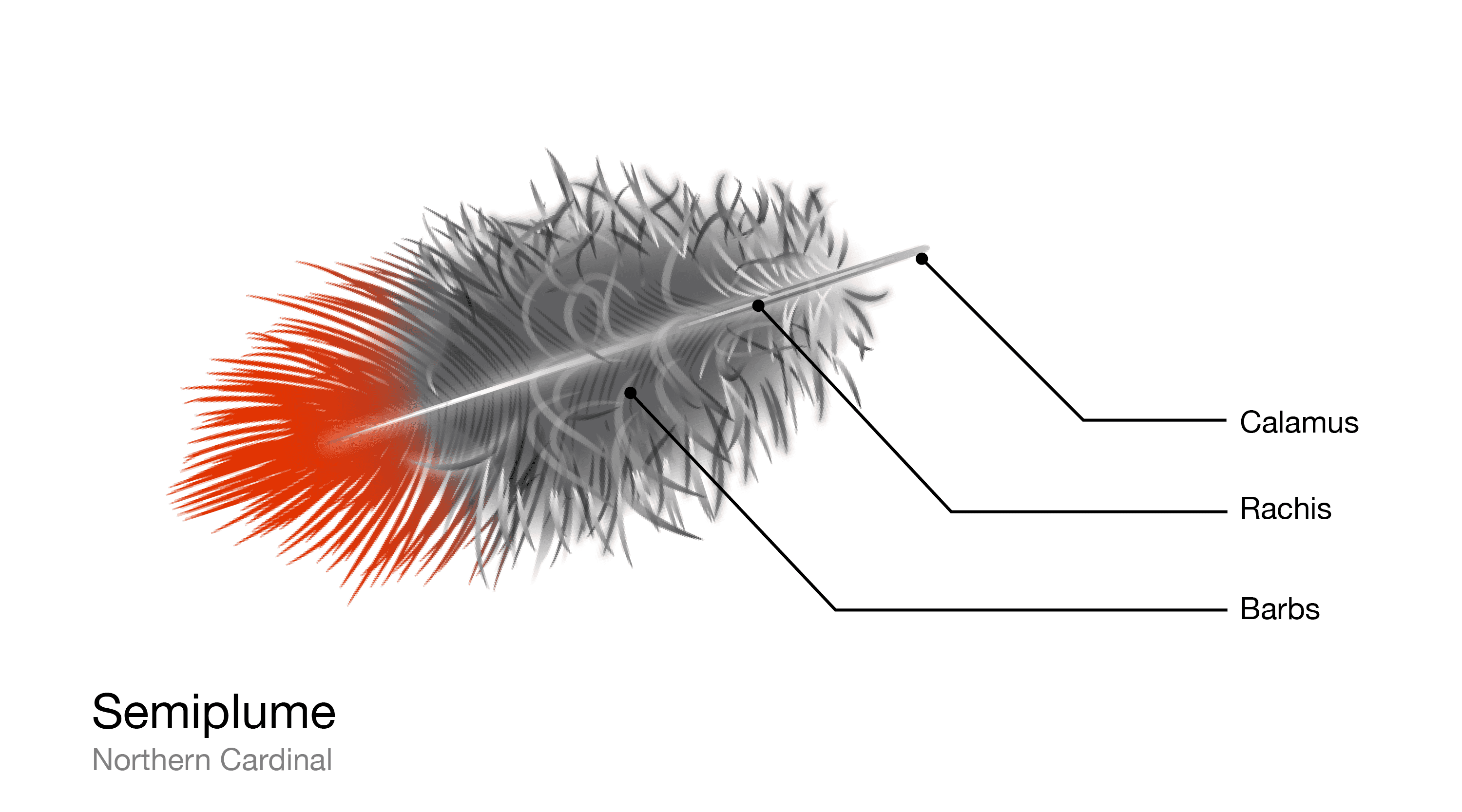 Comprehensive Feather Types Display