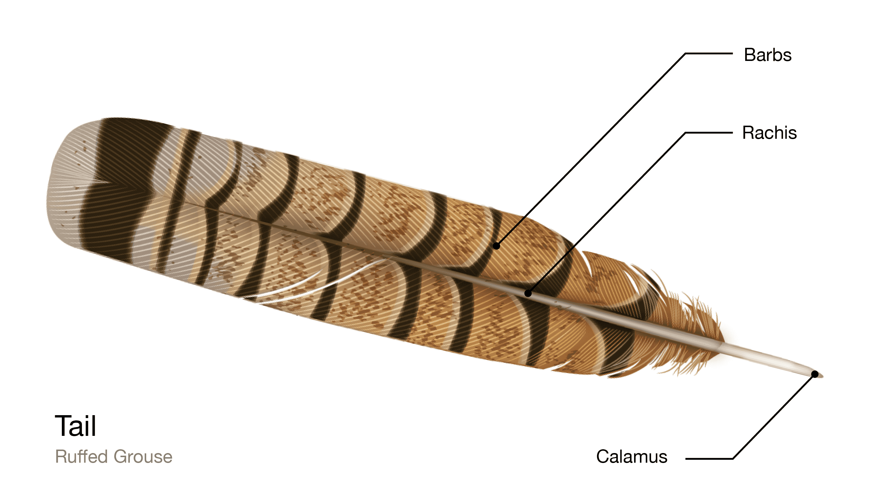 Bird Feathers, Types, Parts & Anatomy