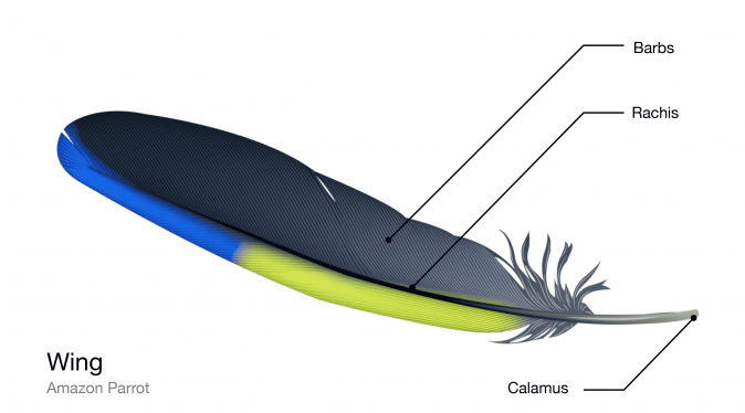 Everything You Need To Know About Feathers | Bird Academy • The Cornell Lab