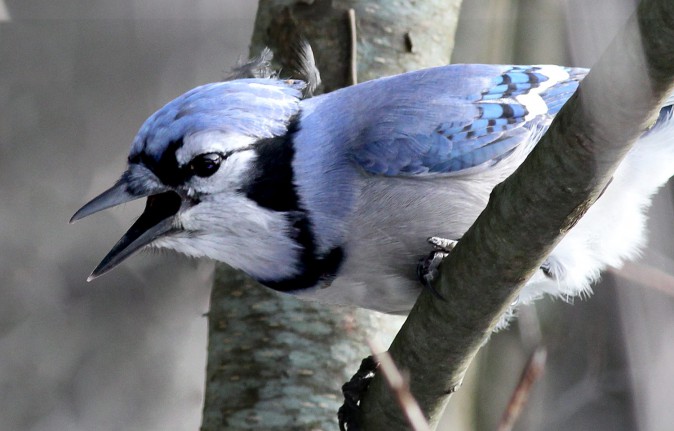 Blue-Jay-scolding-Summerhill,-Cayuga-Co,-NY-17Dec10-kjm1723-173