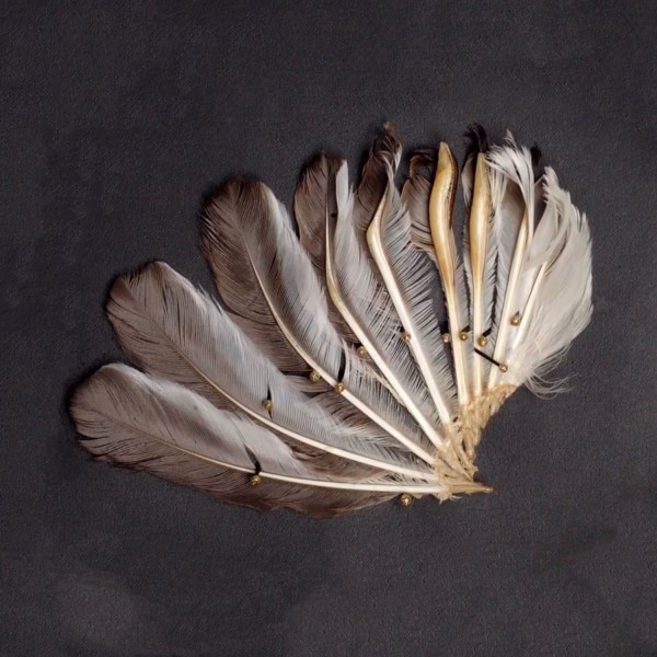photo of Club Winged Manakin feather