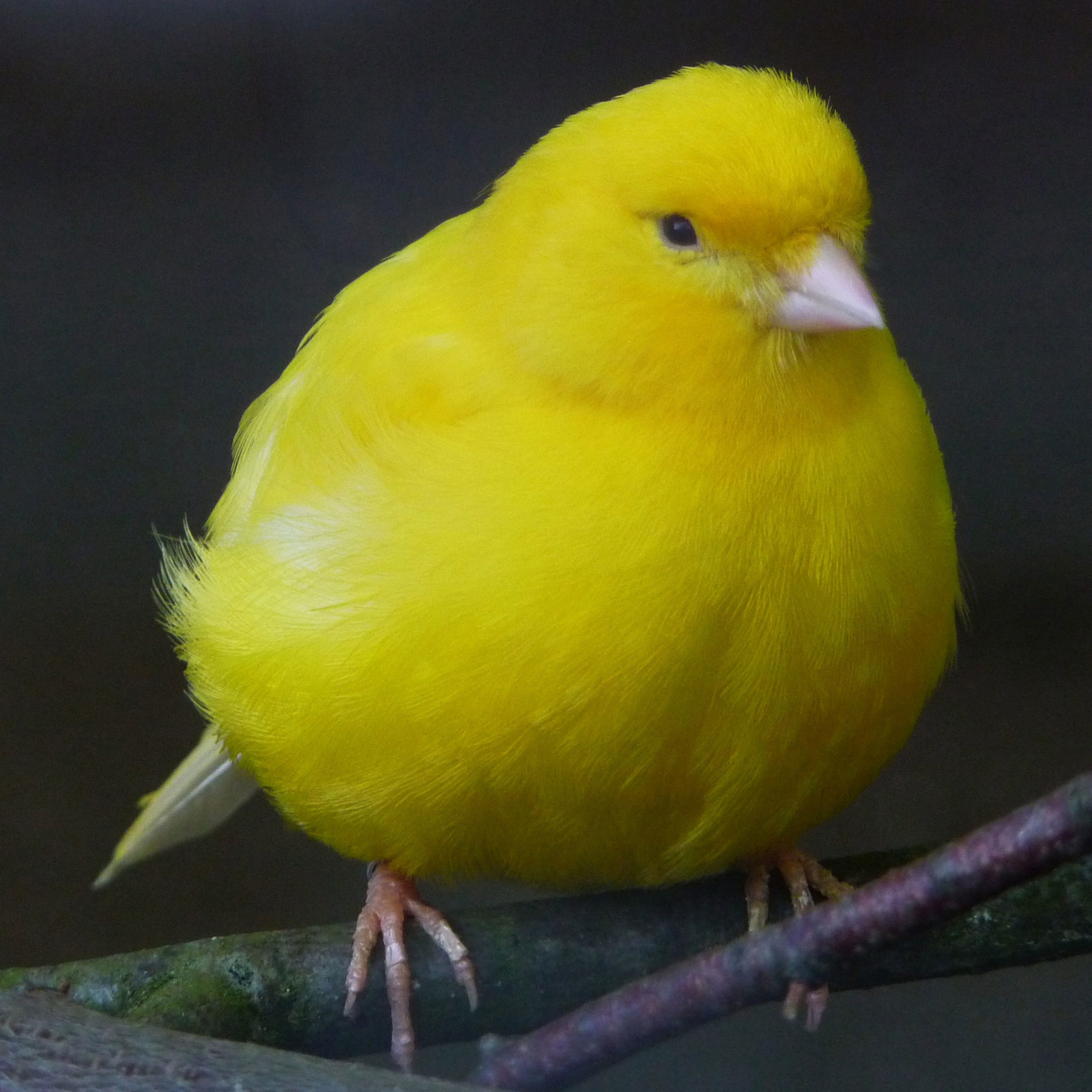 canary birds singing mp3 download