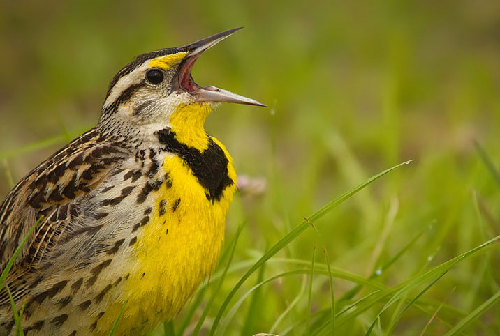 Image result for google image bird singing