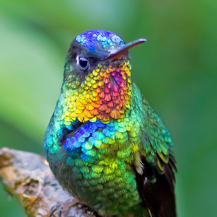 Fiery-throated Hummingbird detail - photo by Joseph F. Pescatore