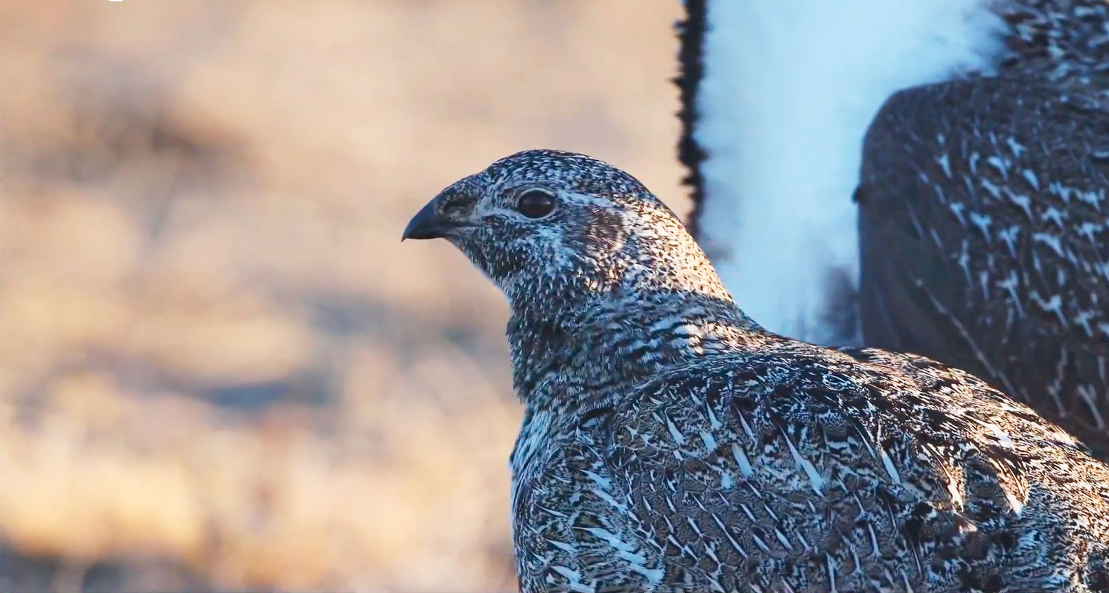 Female Greater Sage-Grouse
