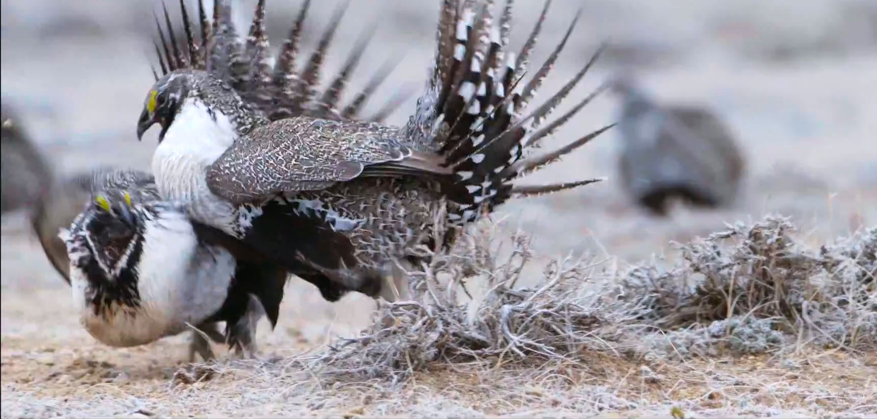 Greater Sage-Grouse males fight