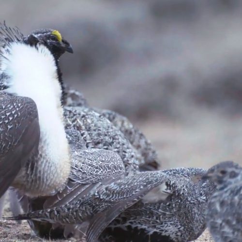 Greater-Sage-Grouse male with females