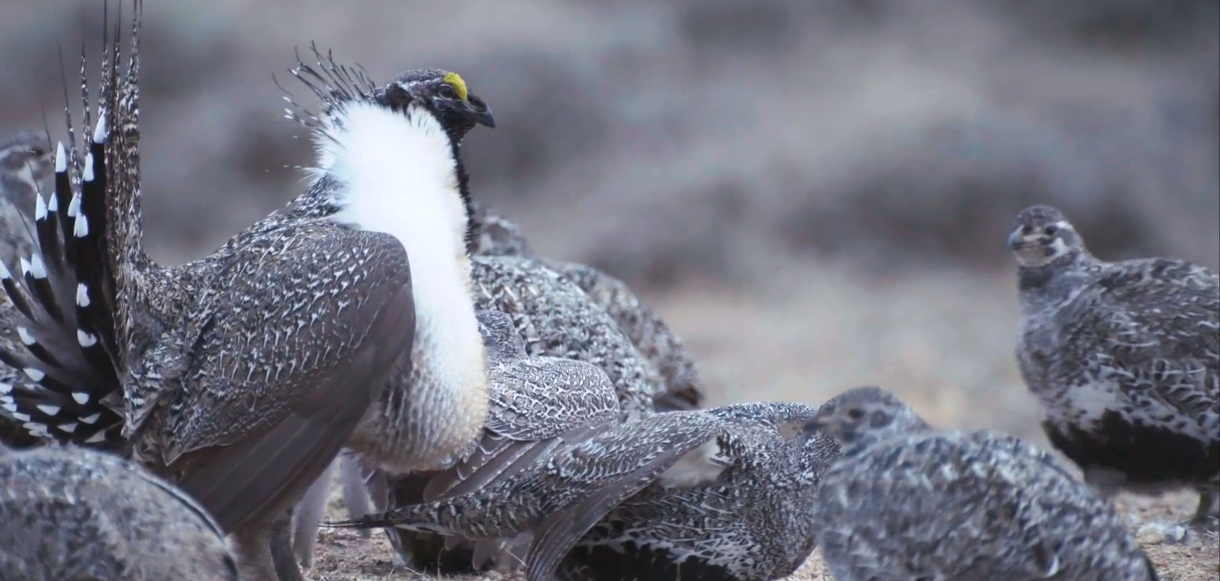 Greater-Sage-Grouse male with females