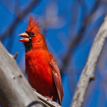 Singing Northern Cardinal