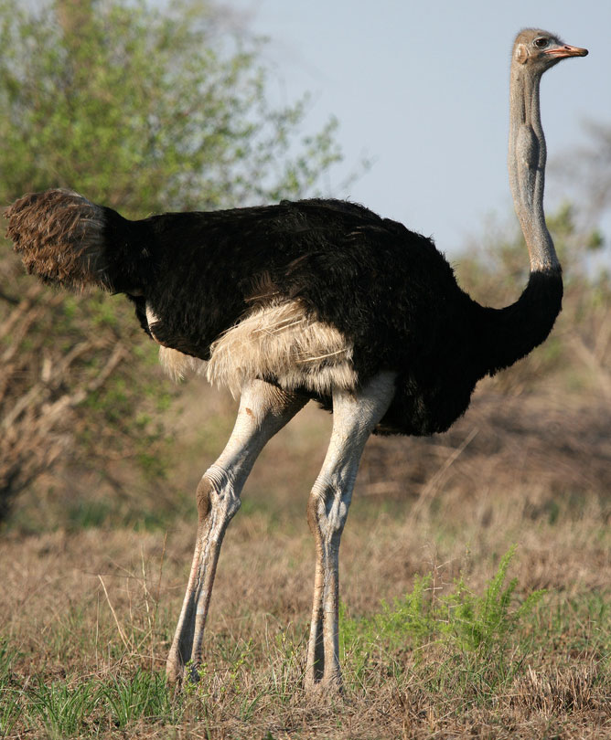 ostrich without feathers