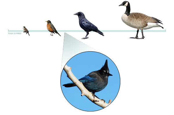 SJay_Quiz2-4b | Bird Academy • The Cornell Lab