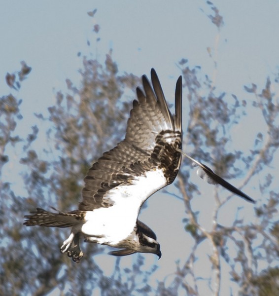 Osprey loses a primary feather in flight