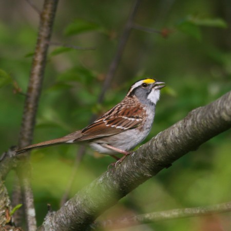 Singing White-throated Sparrow male