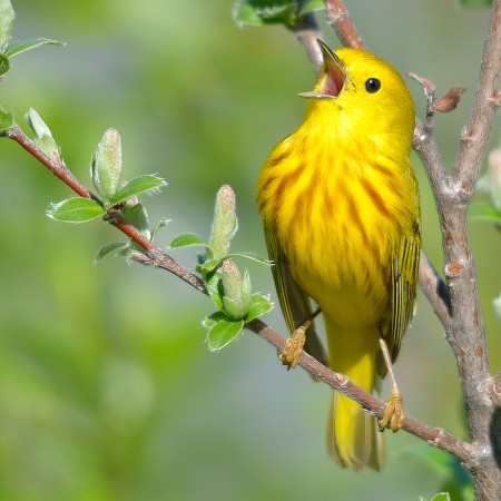 YellowWarbler_BirdShare8040381377_KeithWilliams