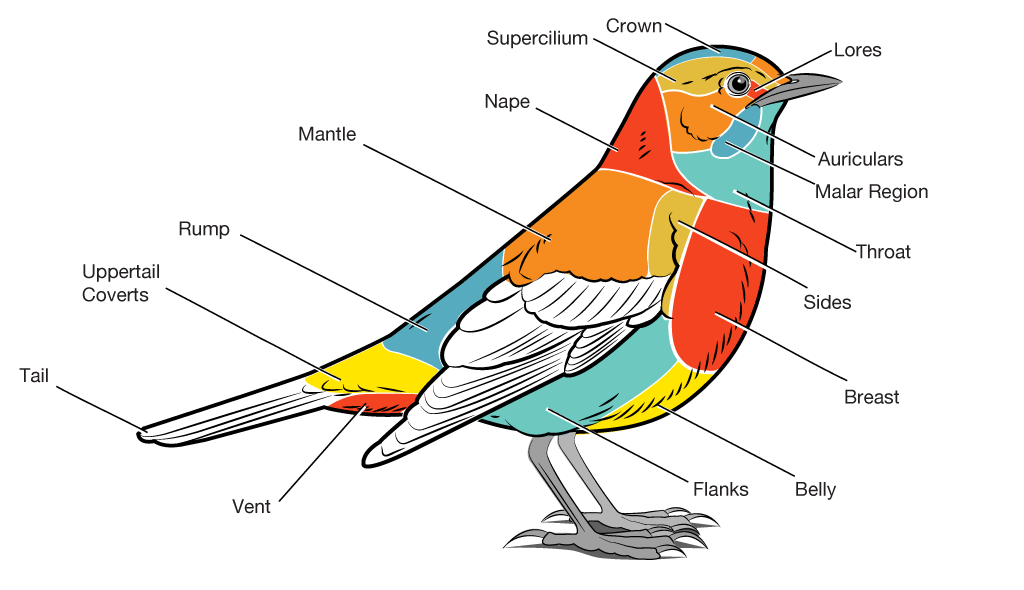 basic-parts-of-a-bird | Bird Academy • The Cornell Lab