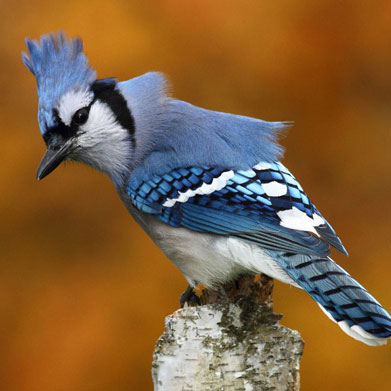 Double Blue Jay Feathers