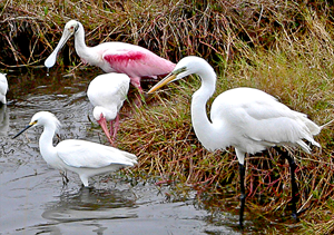 clo710_200_egrets_en-us